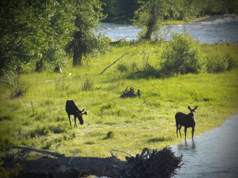 Bear Bungalow at Big Hole River Retreat